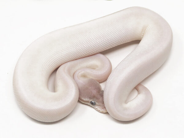 Super Mojave (Female)