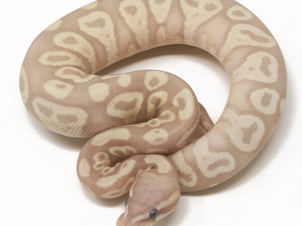 Banana Mojave (Female)