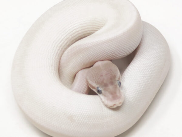 Super Mojave (Female)