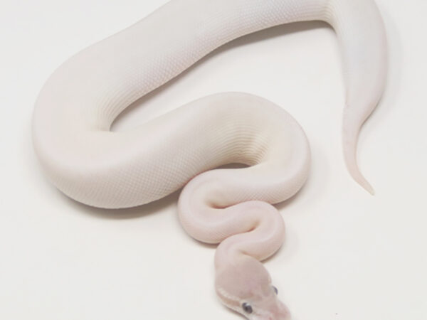 Super Mojave (Female)