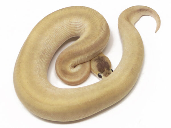 Champagne Butter (Male)