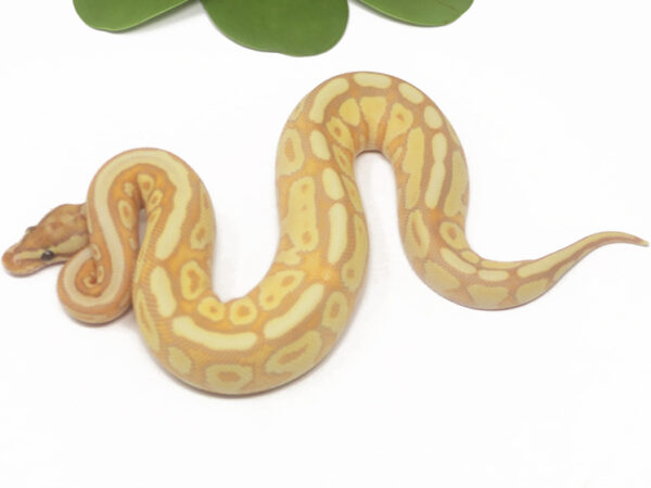 Banana Bongo Spotnose (Male)