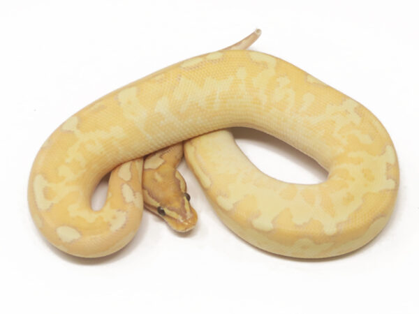 Banana Bongo Enchi (Male)