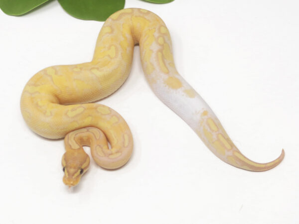 Banana Bongo Enchi (Male)