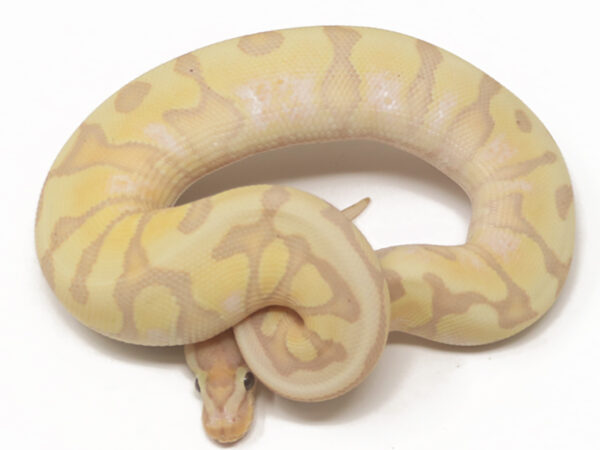 Banana HGW Enchi (Male)