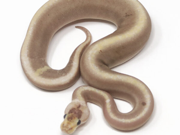 Champagne GHI Mojave (Female)