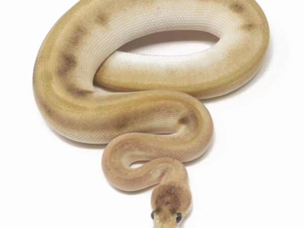 Champagne Leopard Mojave (Male)