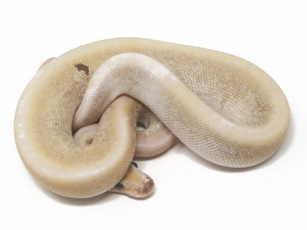 Champagne GHI Butter (Male)