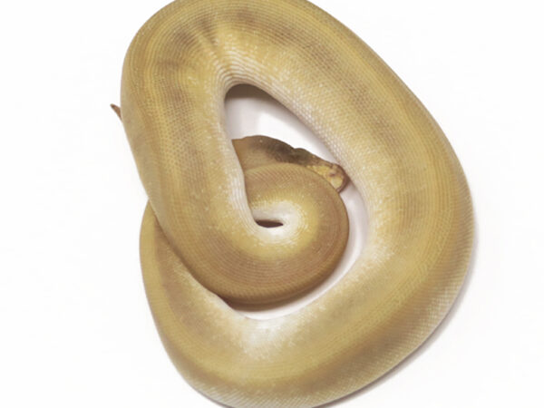 Champagne Leopard Butter (Female)