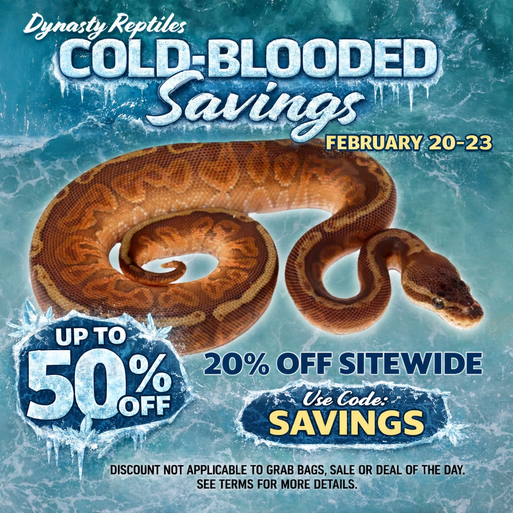 feb2026 Ball Pythons and other Reptiles for sale