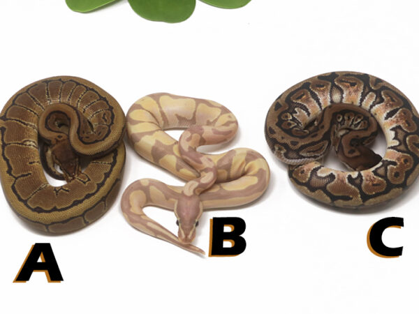 Grab Bag Contest 1524