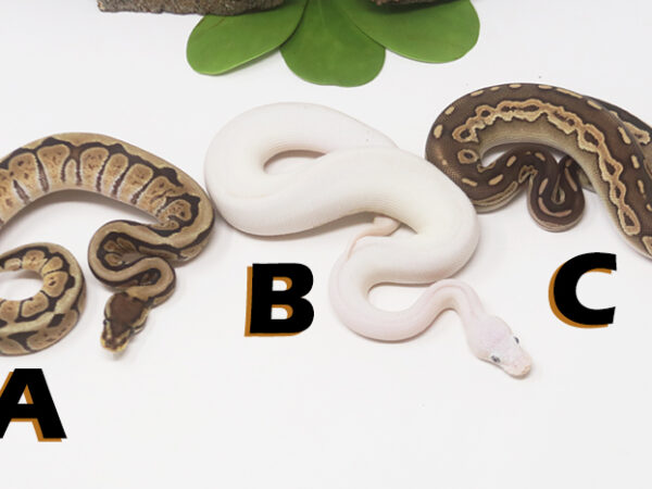 Grab Bag Contest 1525