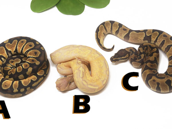 Grab Bag Contest 1526