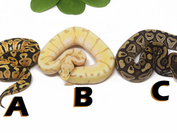 Grab Bag Contest 1527