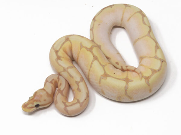 Banana Spider (Female)