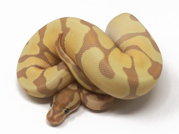 Banana Enchi (Female)