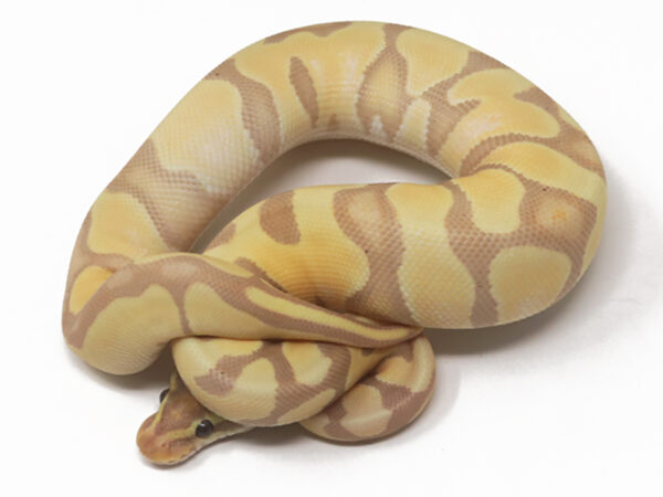 Banana Enchi (Female)