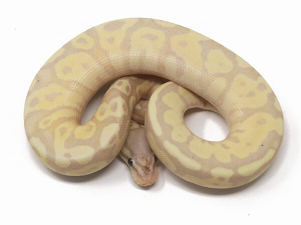 Banana Fire Fly (Male)