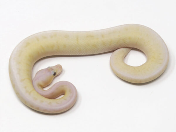 Banana Spinner Blast Cinnamon (Female)