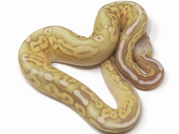 Banana Pewter (Female)