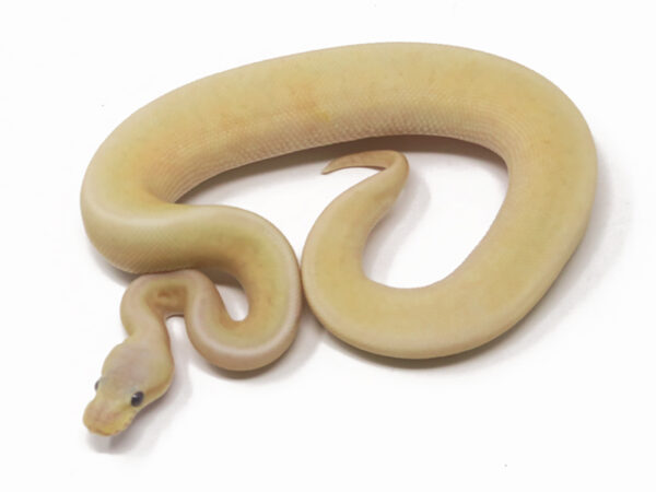 Banana Pewter Blast (Male)