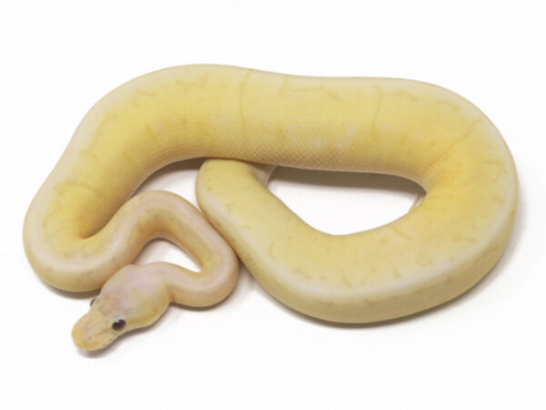 Banana Spinner Blast Cinnamon (Male)