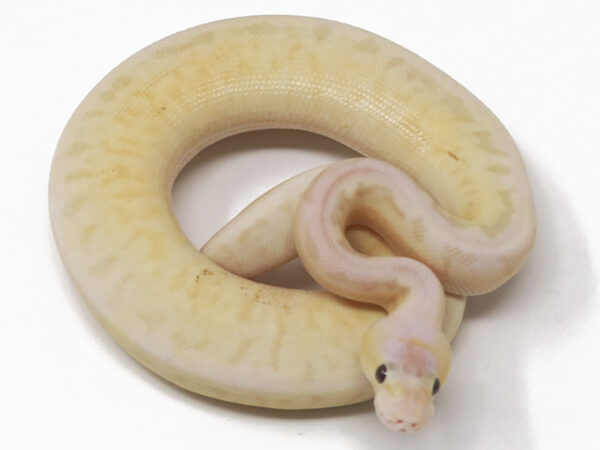 Banana Pewter Blast (Male)