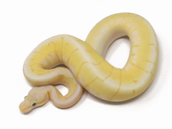 Banana Spinner (Male)