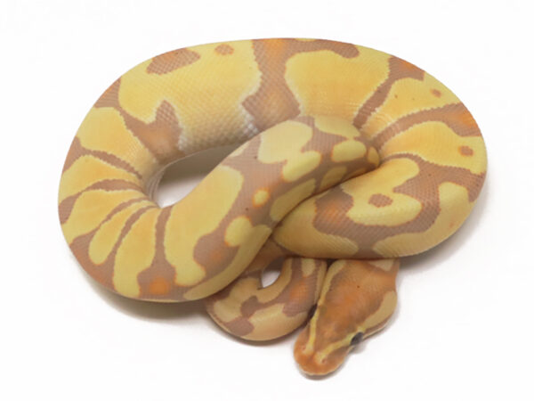 Banana Enchi (Female)