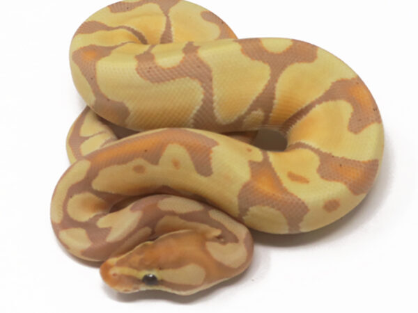 Banana Enchi (Female)
