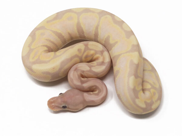 Super Banana (Female)