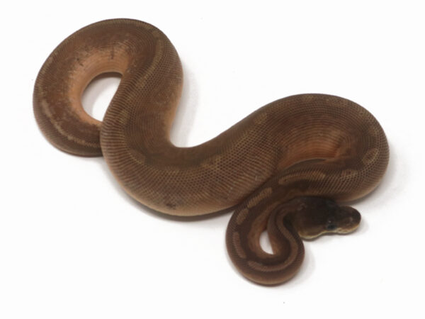 Sunset Cinnamon Calico (Female)