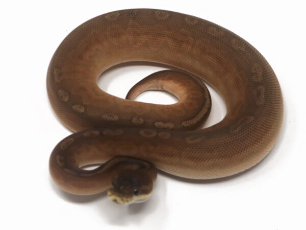 Sunset Cinnamon (Female)