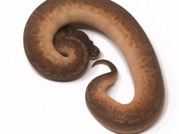 Sunset Cinnamon (Female)