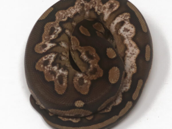 Cinnamon Calico Het Sunset (Female)