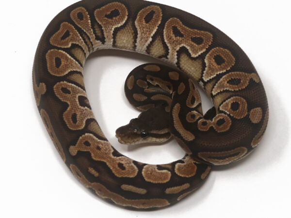 Cinnamon Het Sunset (Female)