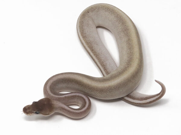 GHI Cinnamon Mojave Poss Het Tristripe (Female)