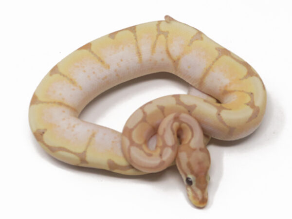 Banana Spider (Male)