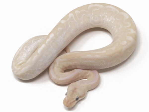 Banana Bamboo Leopard HGW (Male)