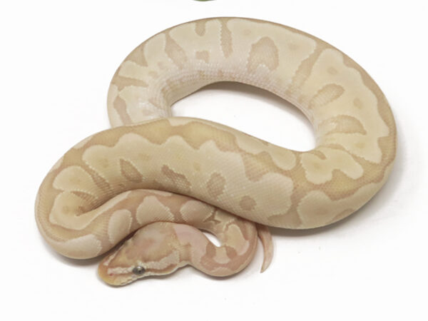 Banana Bamboo Enchi (Male)