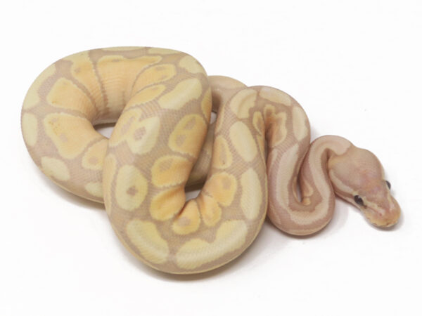 Banana Fire (Female)