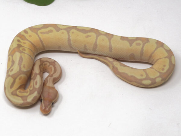 Banana Fire (Female)