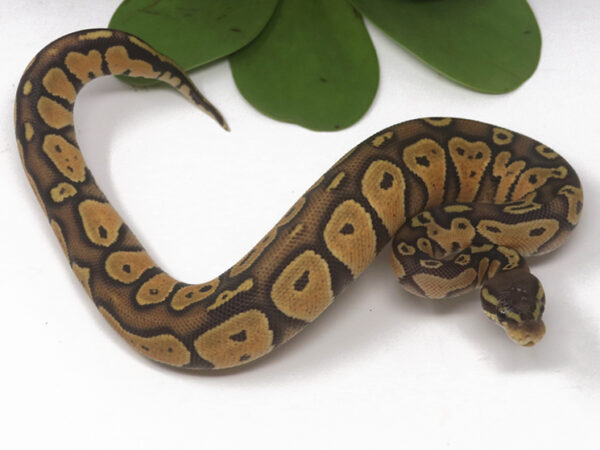 Blackhead Pastel Ghost (Male)