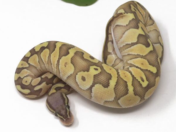 Pastel Butter Ghost (Female)