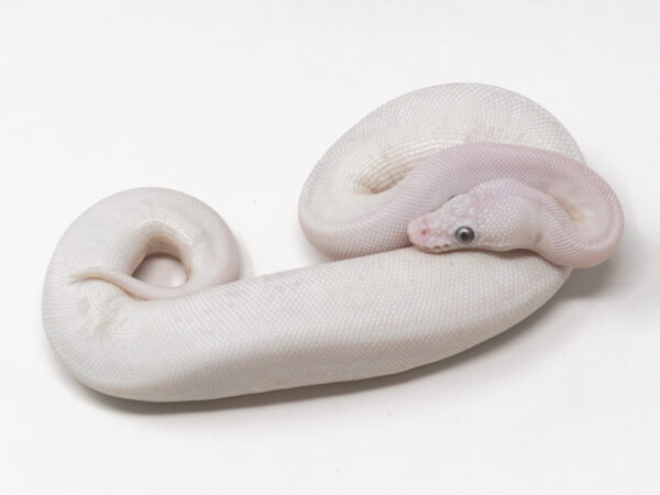 Blue Eye Leucistic Ghost Combo (Female)