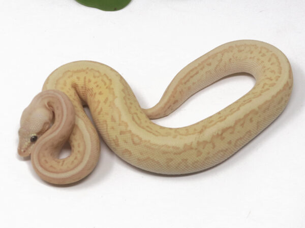 Banana Jigsaw Leopard (Female)