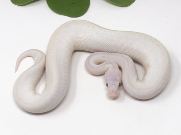 Blue Eye Leucistic Leopard (Male)