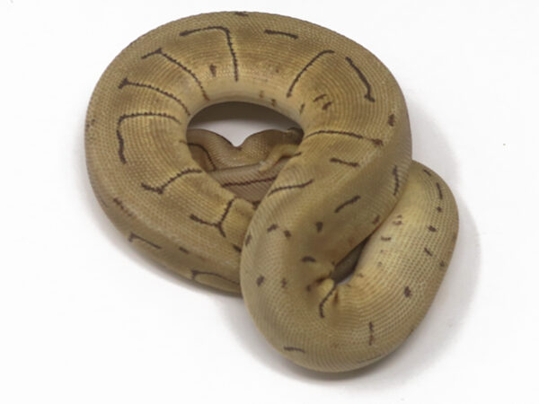 Leopard Mojave Spinner (Female)