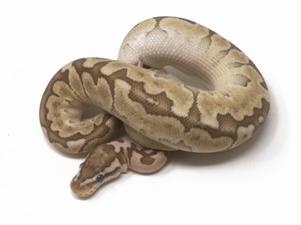 Bamboo Spotnose (Female)