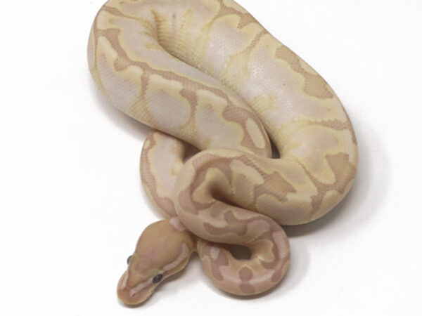 Banana Bamboo Spotnose (Male)